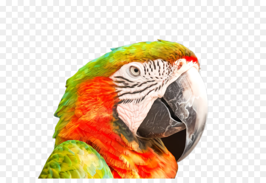 Macaw，Burung Beo PNG