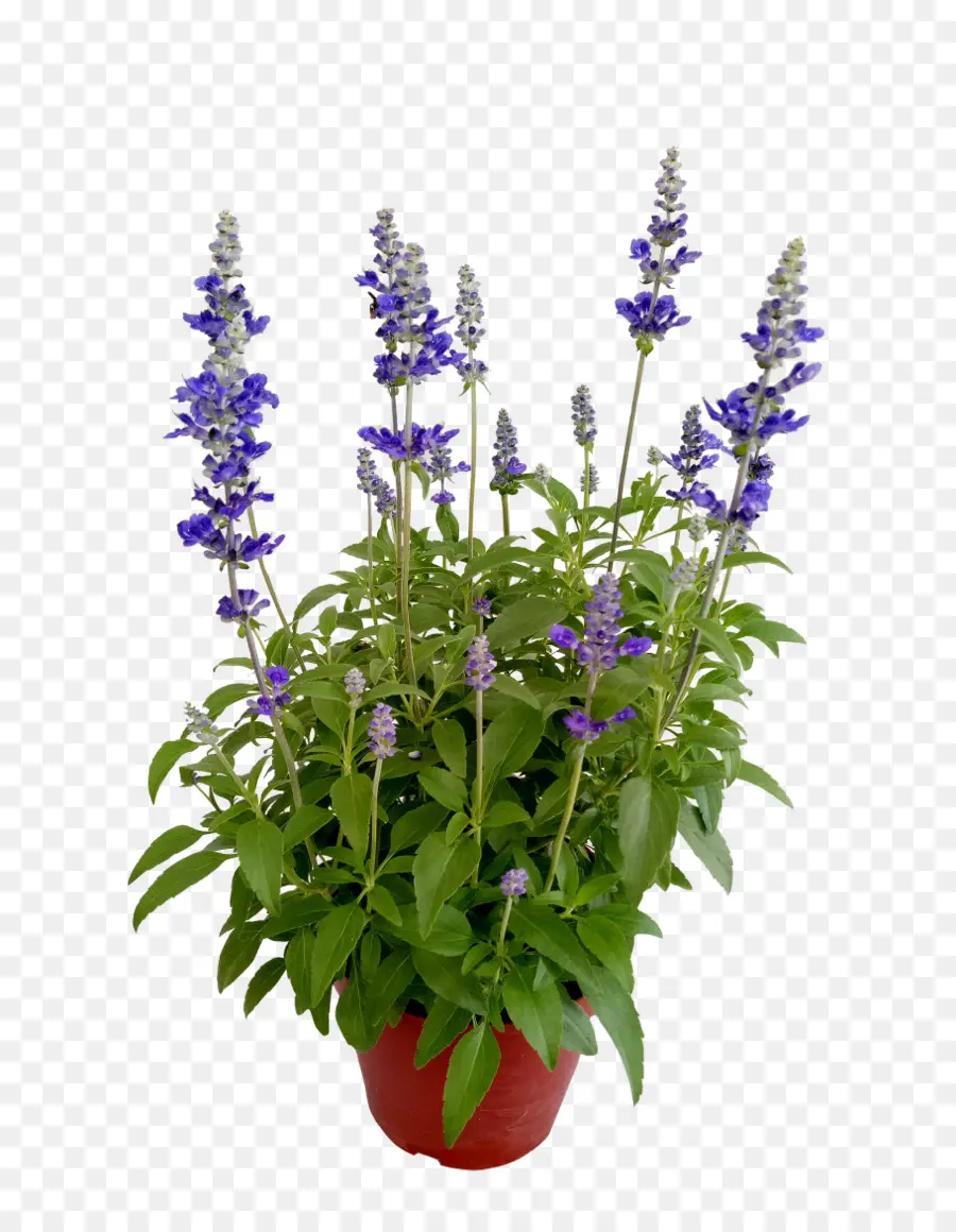 Salvia Biru，Bunga PNG