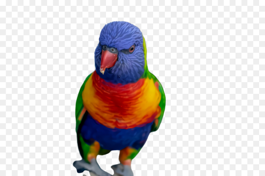 Macaw，Loriini PNG