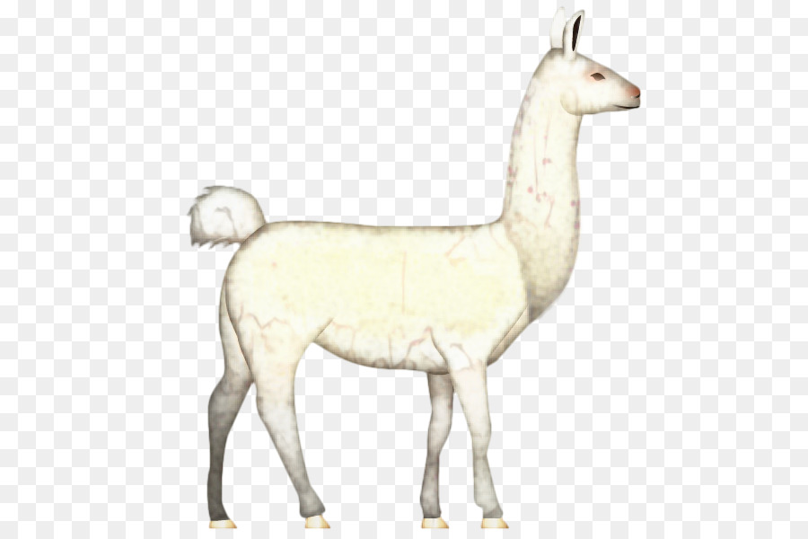 Llama Putih，Lama PNG