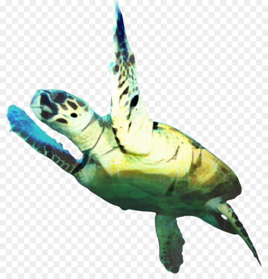 Kura Kura Laut Loggerhead，Kolam Kura Kura PNG