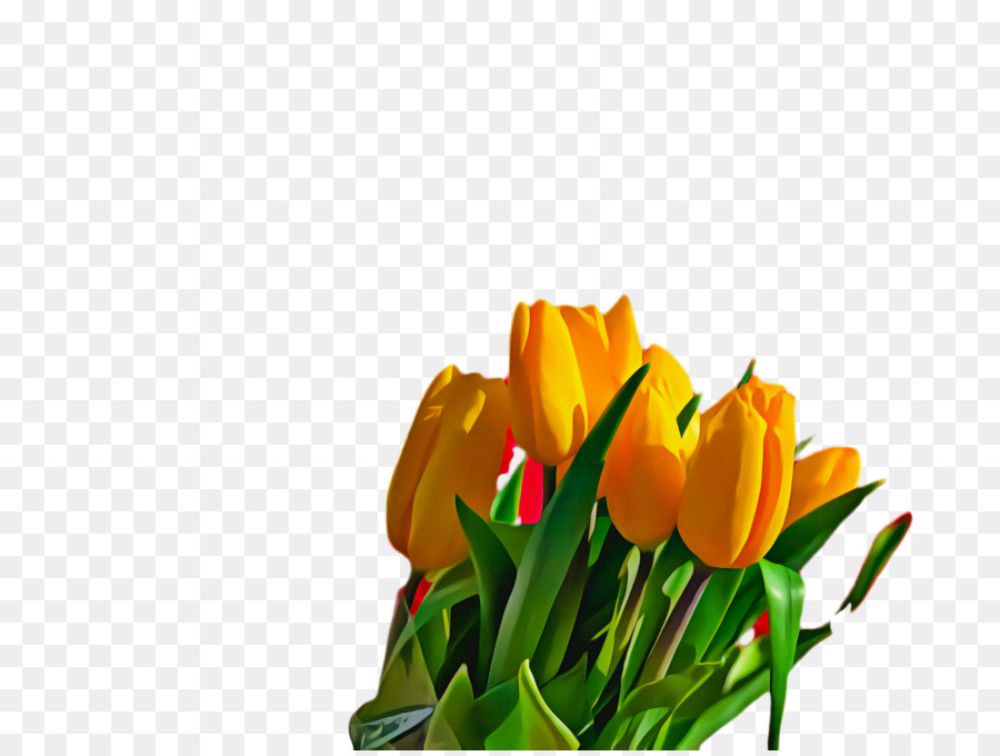 Tulip Kuning，Tulip PNG