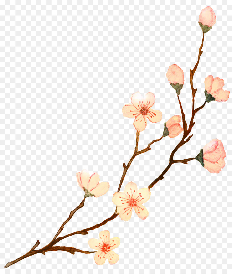 Bunga Sakura，Bunga PNG