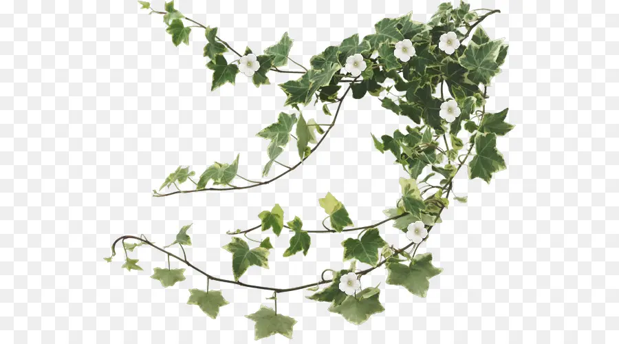 Ivy，Daun Daun PNG