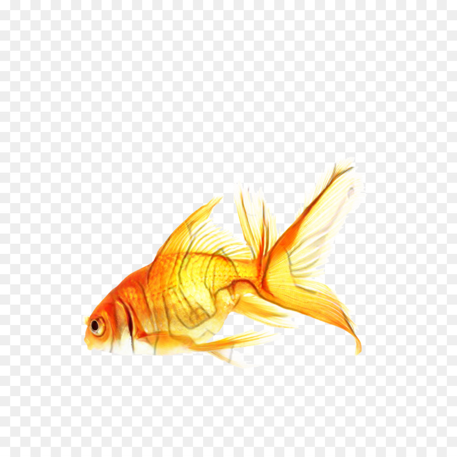 Ikan Mas，Rayfinned Ikan PNG
