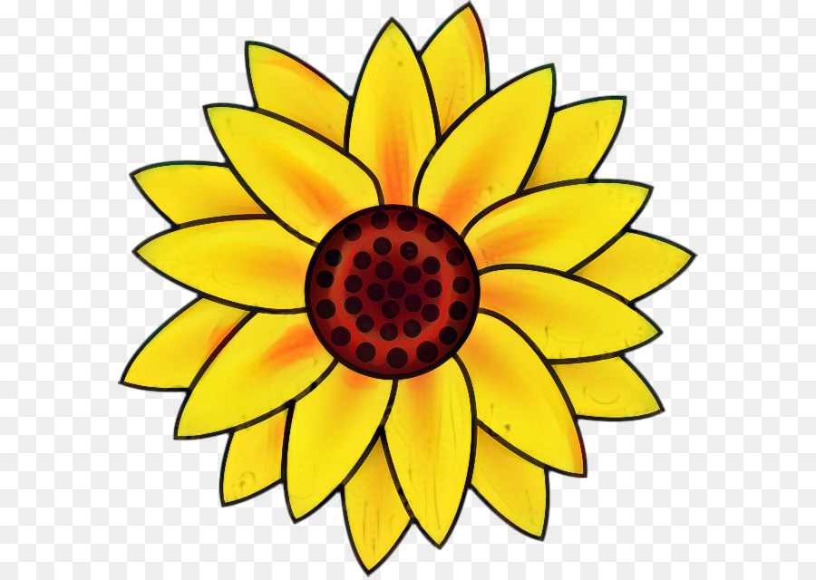 Gambar，Umum Bunga Matahari PNG