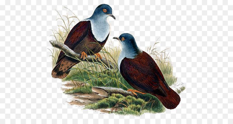 Merpati Dan Merpati，Burung PNG