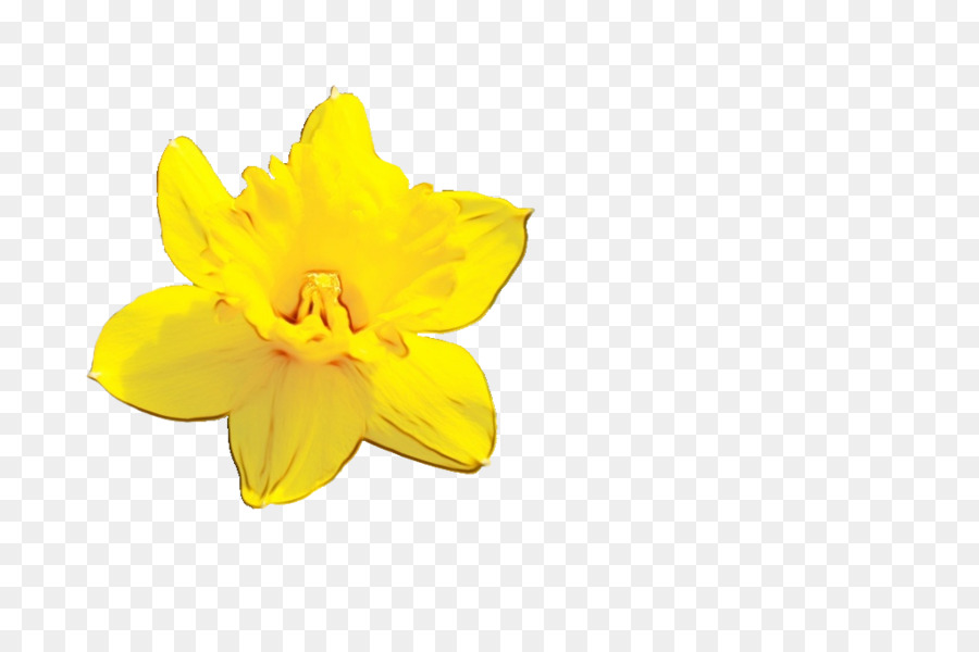 Narcissus，Kuning PNG