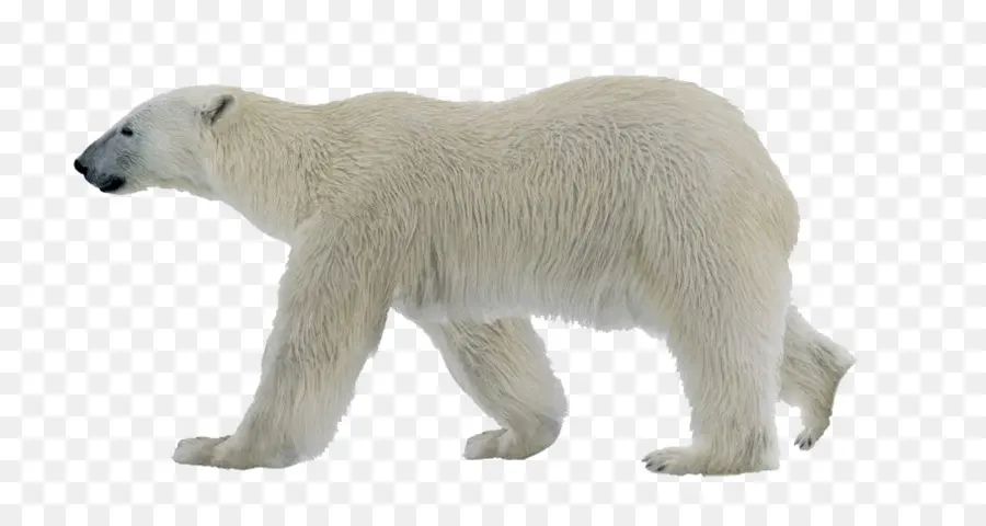 Beruang Kutub，Rekaman PNG