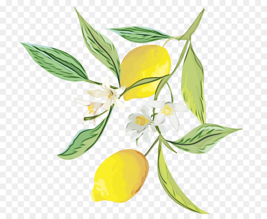 Lemon，Kuning PNG