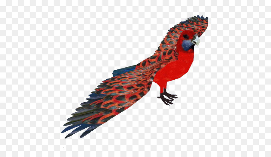 Macaw，Parkit PNG