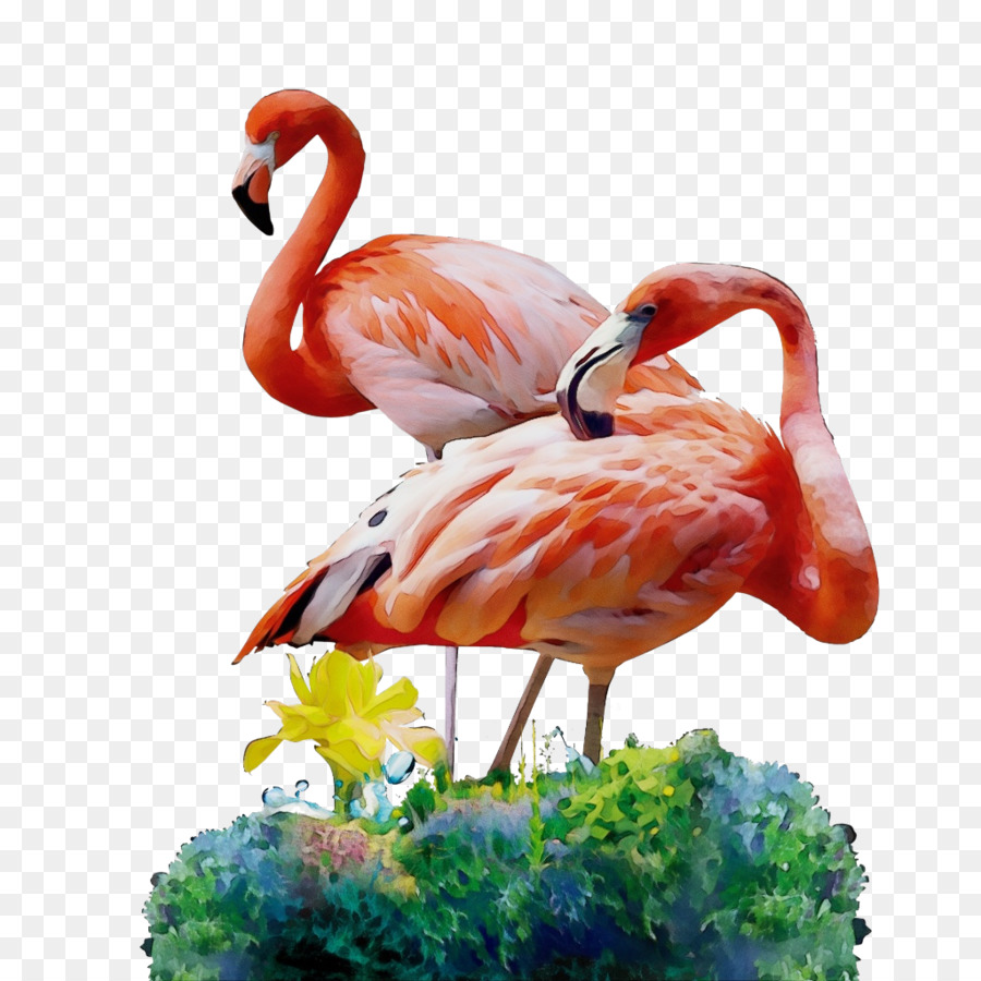 Paruh，Flamingo PNG