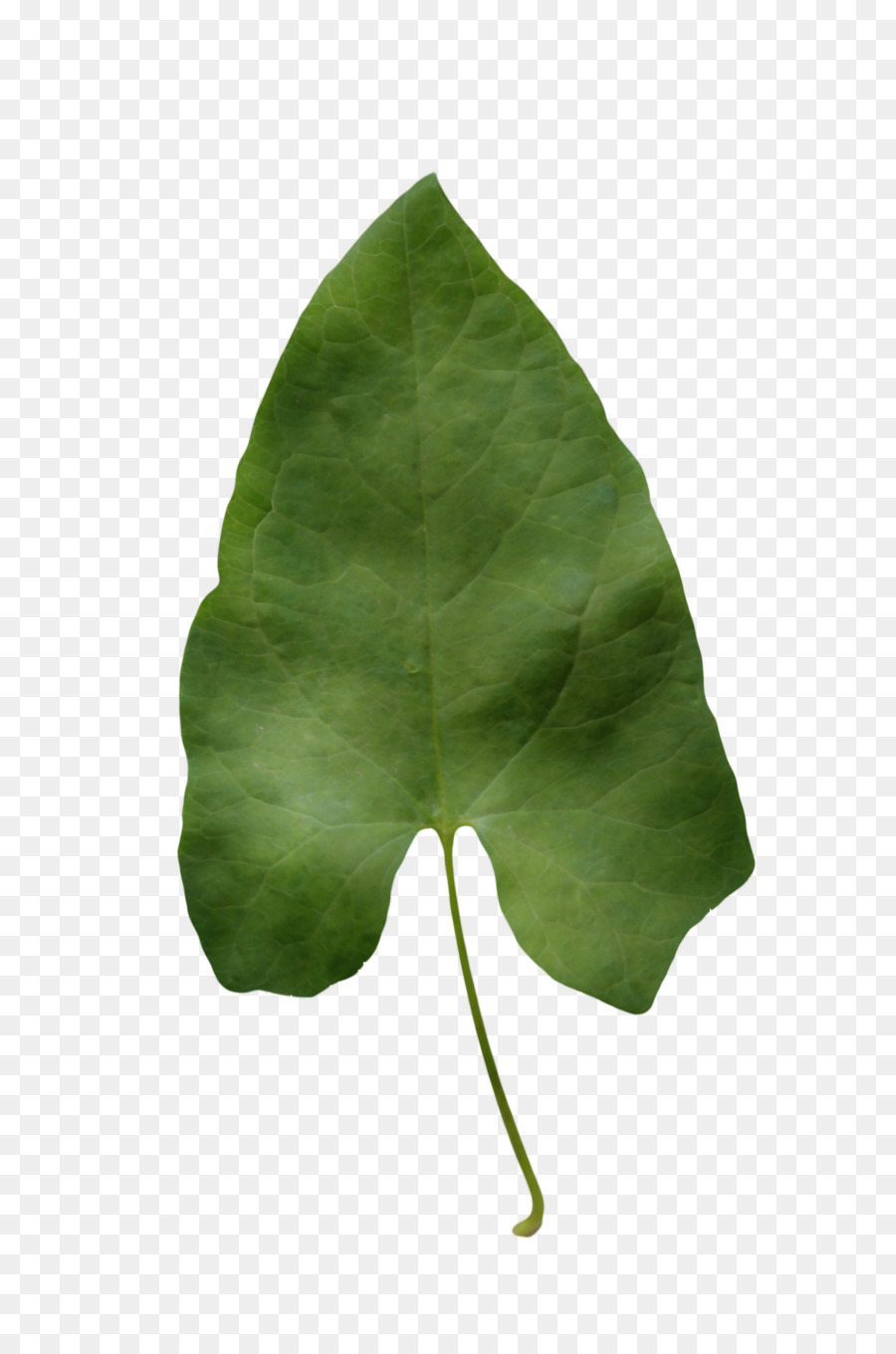 Daun，Hijau PNG