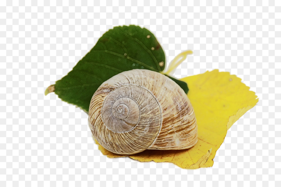 Siput，Siput Laut PNG