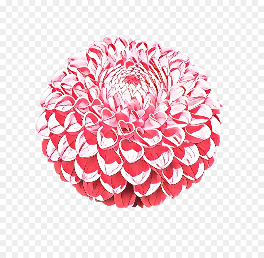 Dahlia，Gambar PNG