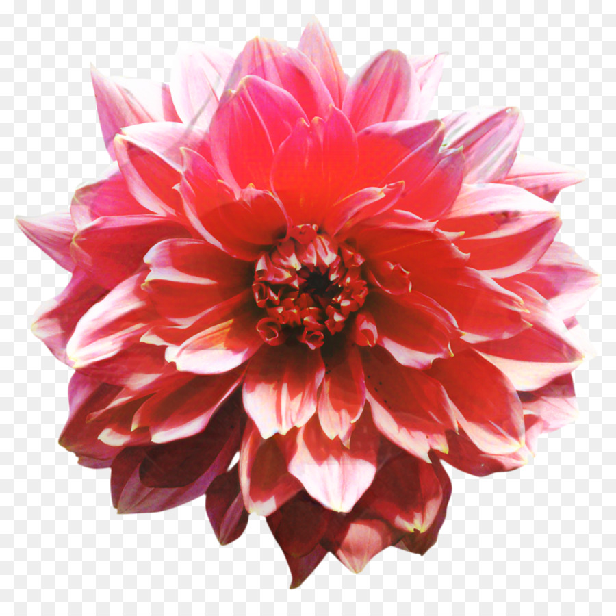 Dahlia，Mural PNG