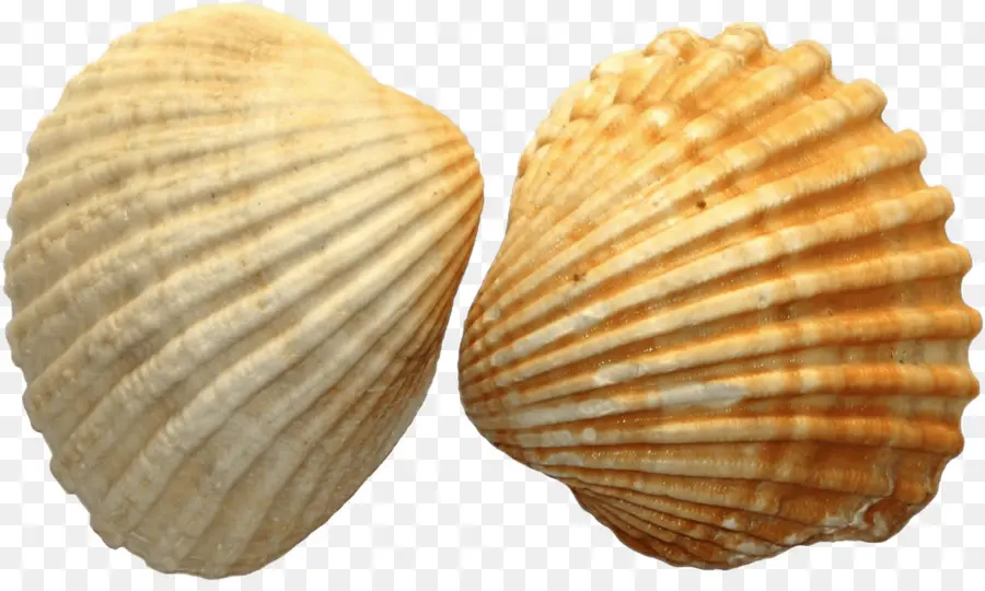 Kerang，Moluska Shell PNG