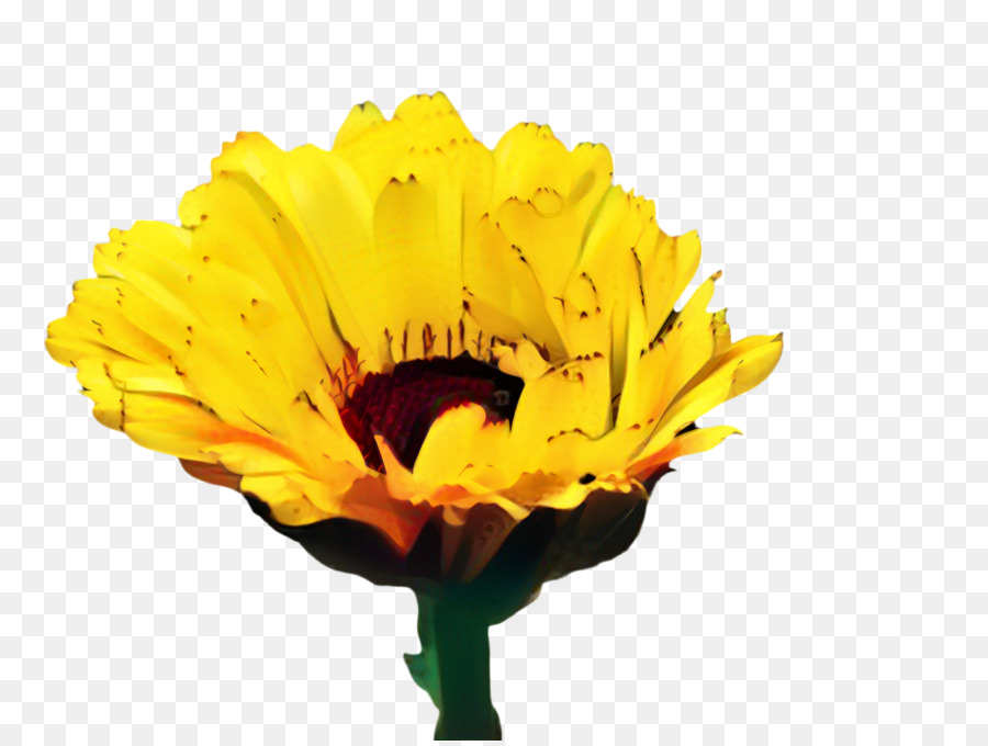 Marigold，Umum Bunga Matahari PNG