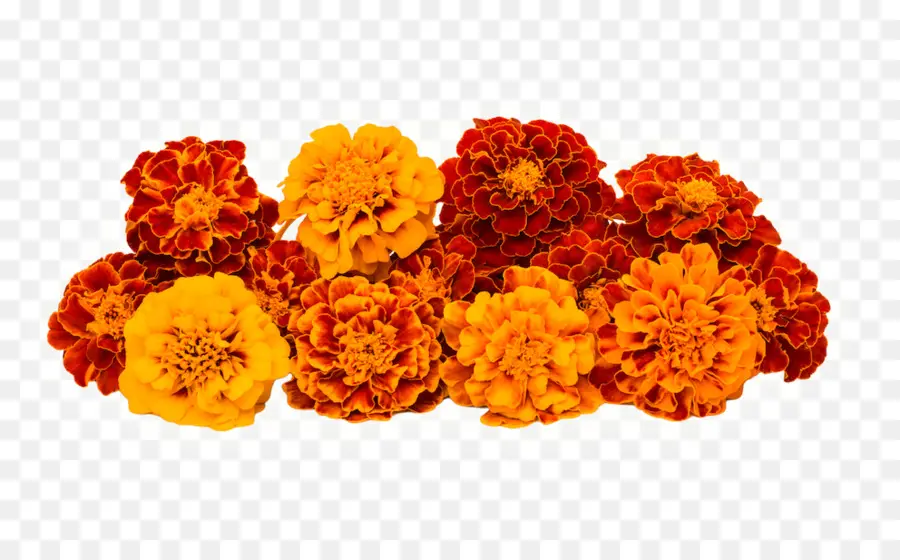 Bunga Marigold，Marigold PNG