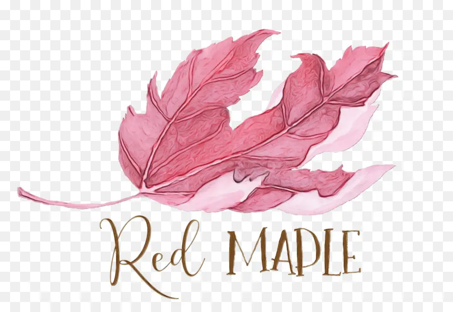 Maple Merah，Musim Gugur PNG