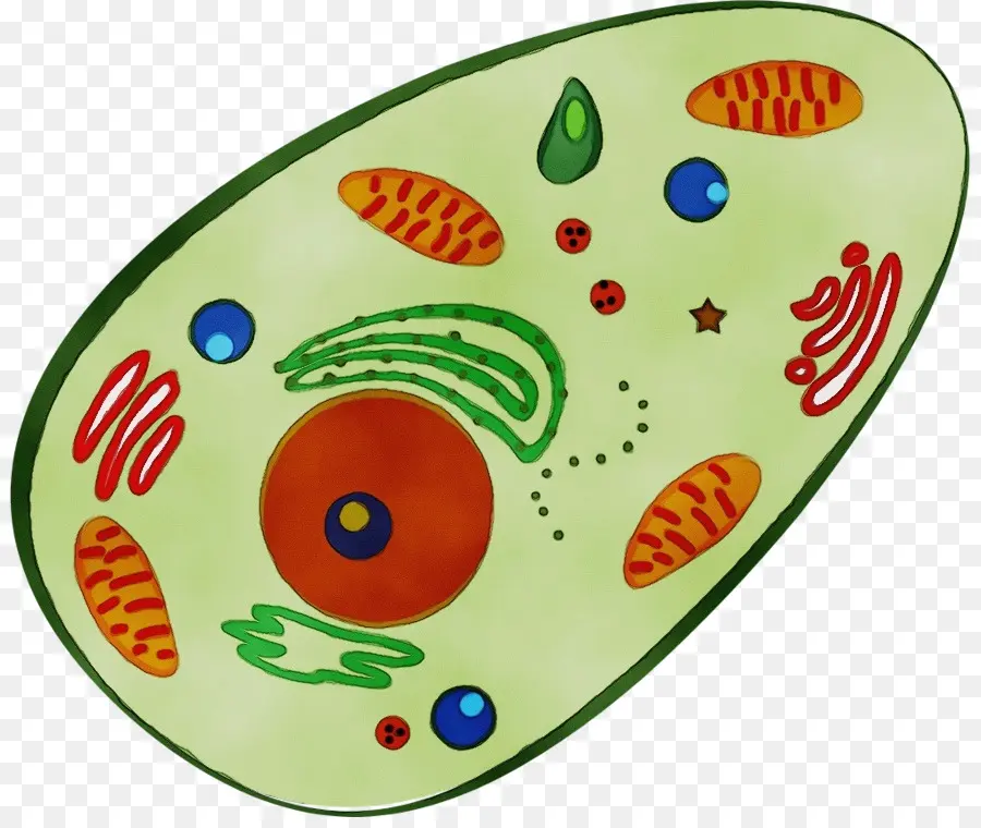 Diagram Sel，Organel PNG