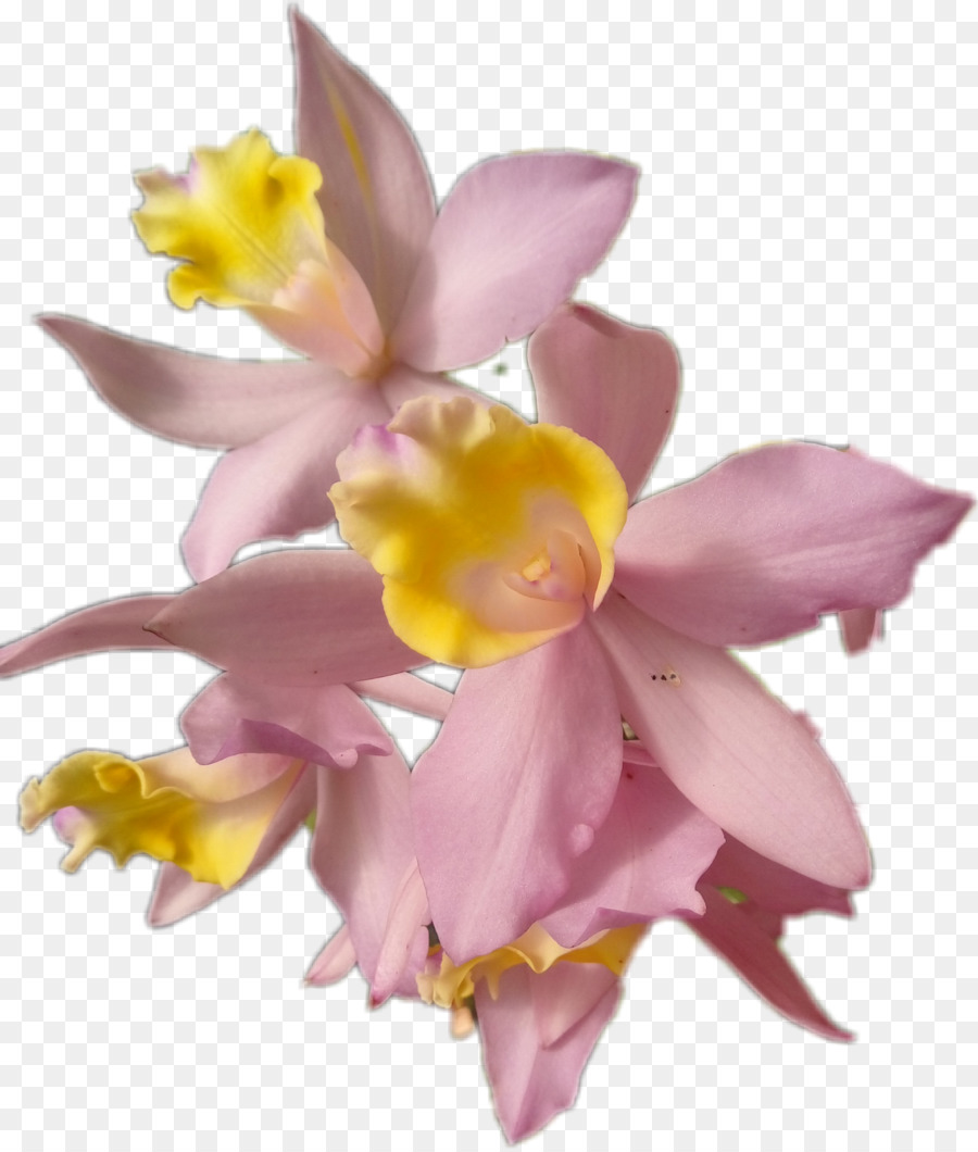 Bunga, Anggrek, Tulip gambar png