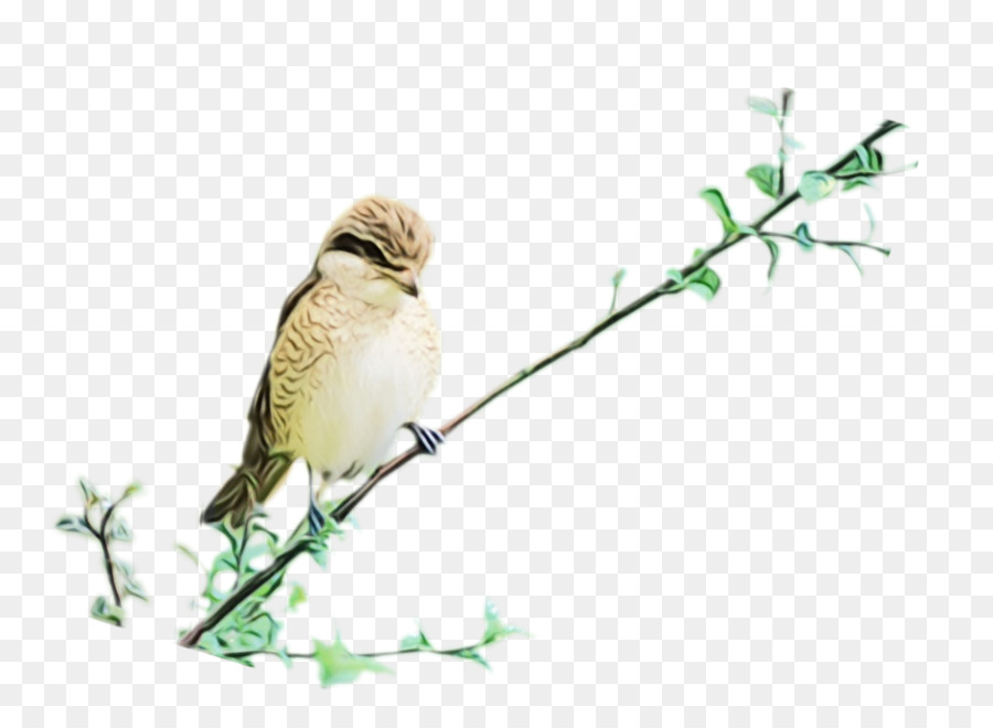 House Sparrow，Applejack PNG