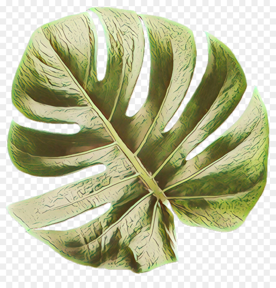 Daun Monstera，Tanaman PNG