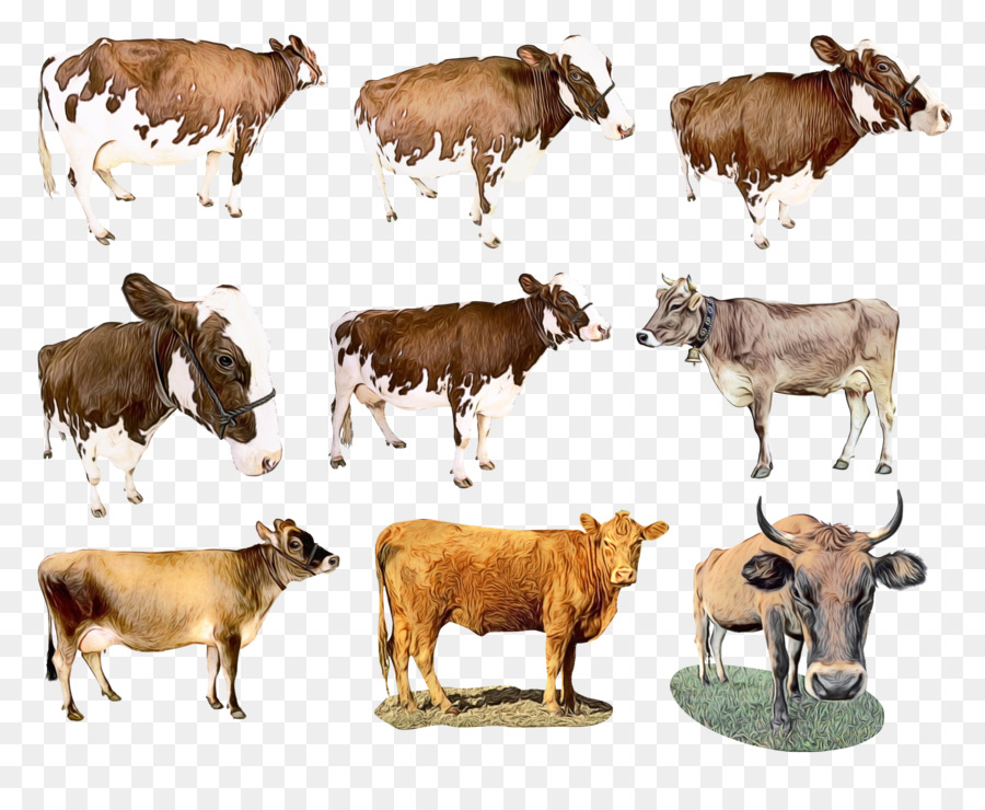 Sapi，Ternak PNG