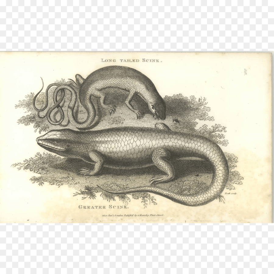 Reptil，Kadal PNG