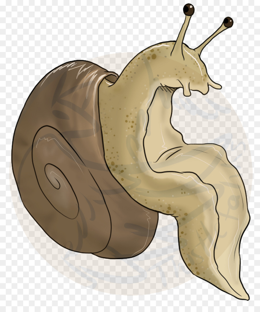 Siput，Moluska PNG