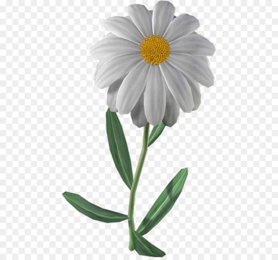 Chamomile，Bunga PNG