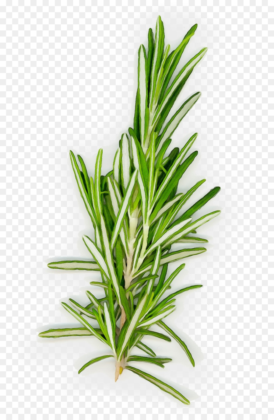 Rosemary，Kuliner PNG