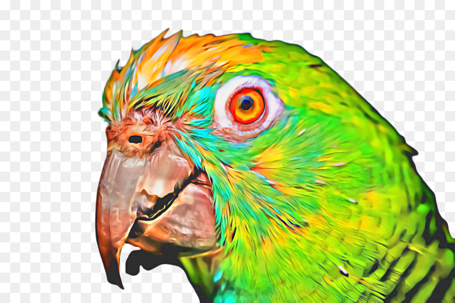 Macaw，Parkit PNG