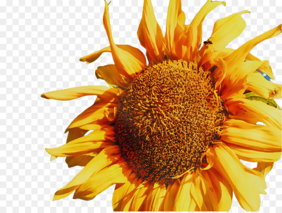 Umum Bunga Matahari，Biji Bunga Matahari PNG