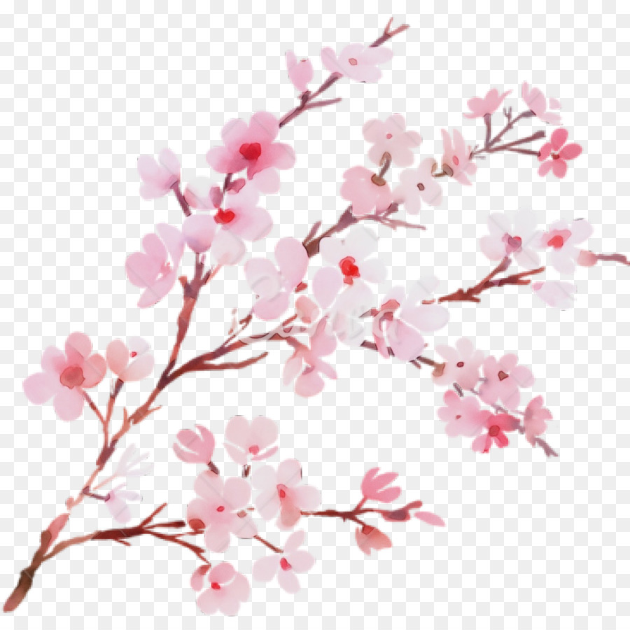 Sakura，Lukisan Cat Air PNG