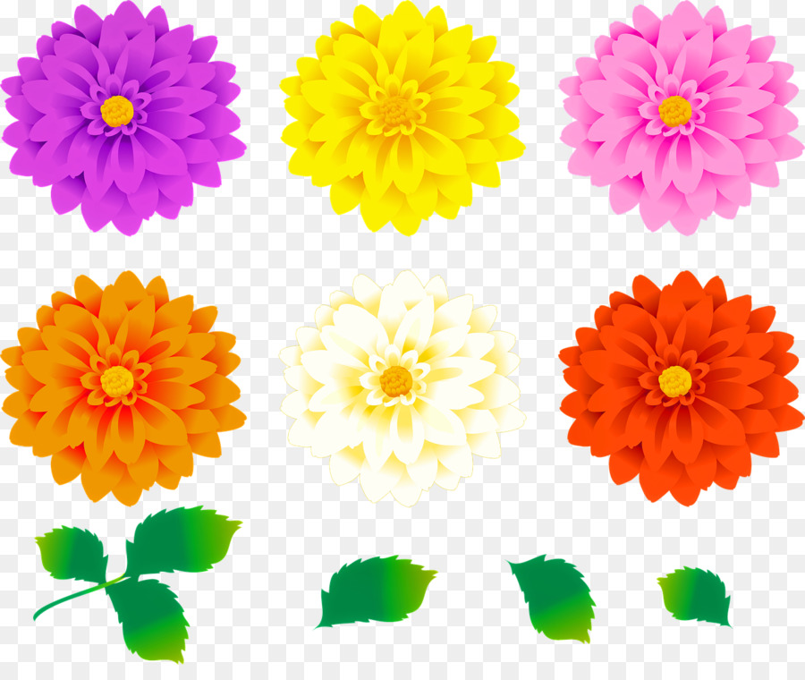 Dahlia，Men Download PNG