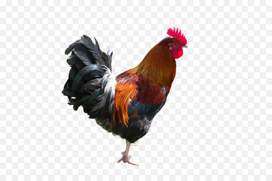 Ayam，Unggas PNG