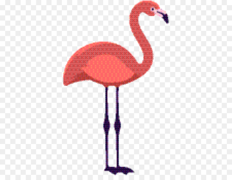 Flamingo Merah Muda，Burung PNG