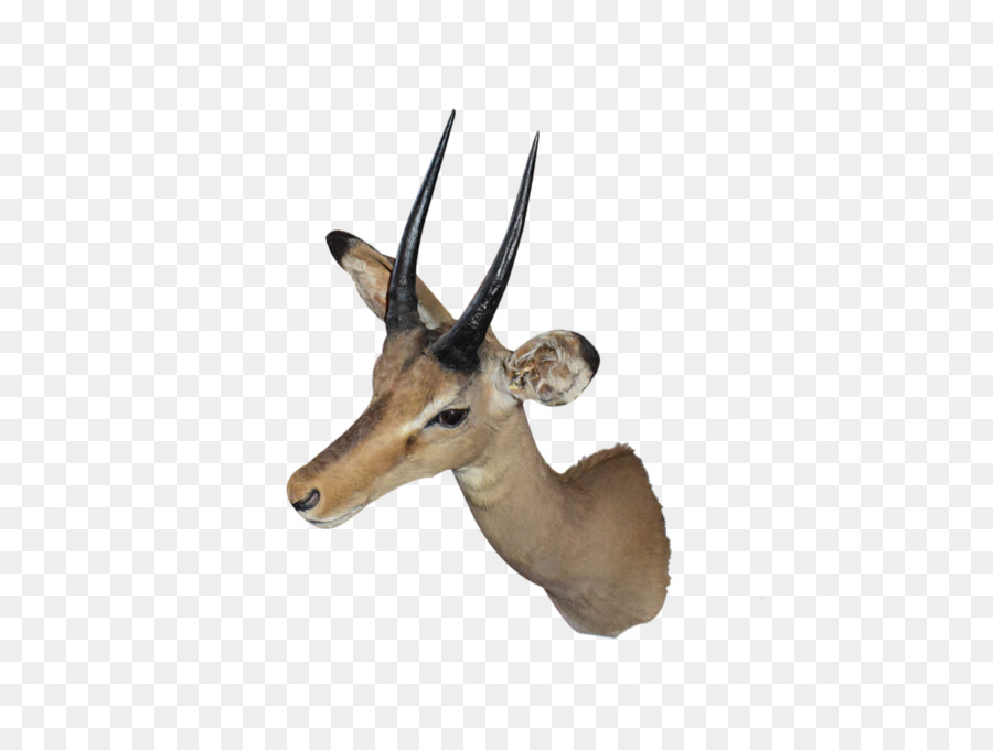 Impala，Waterbuck PNG