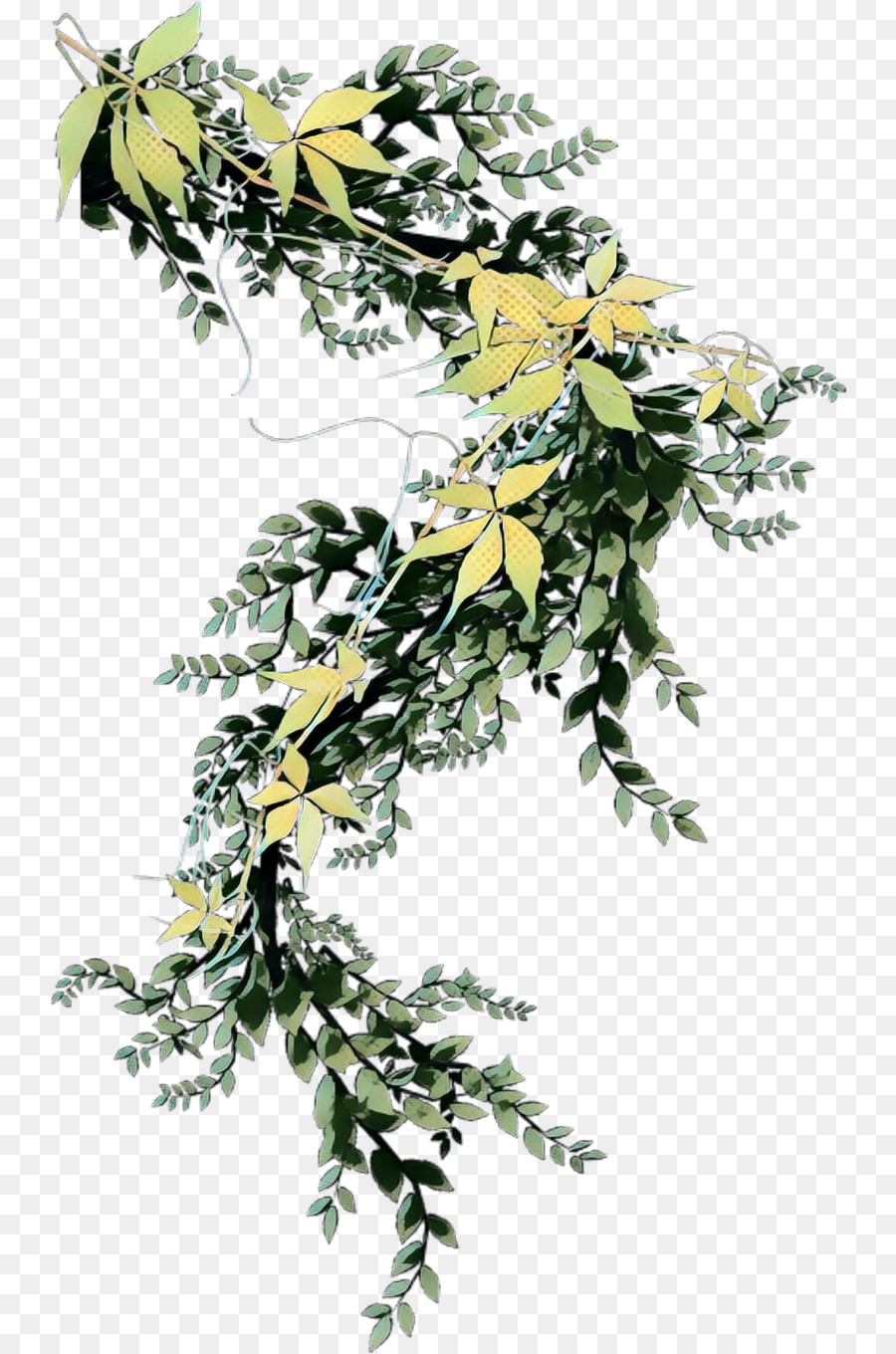 Anggur，Ivy Umum PNG