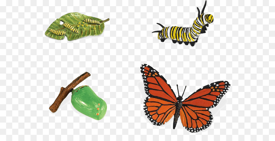  Kupu  Kupu  Kupu  Kupu  Monarch Biologis Siklus  Hidup gambar  png