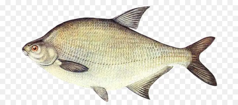 Ikan，Laut PNG