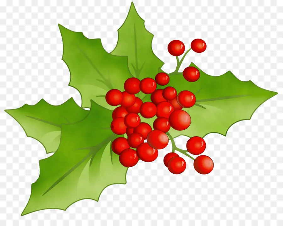 Holly，Daun Daun PNG