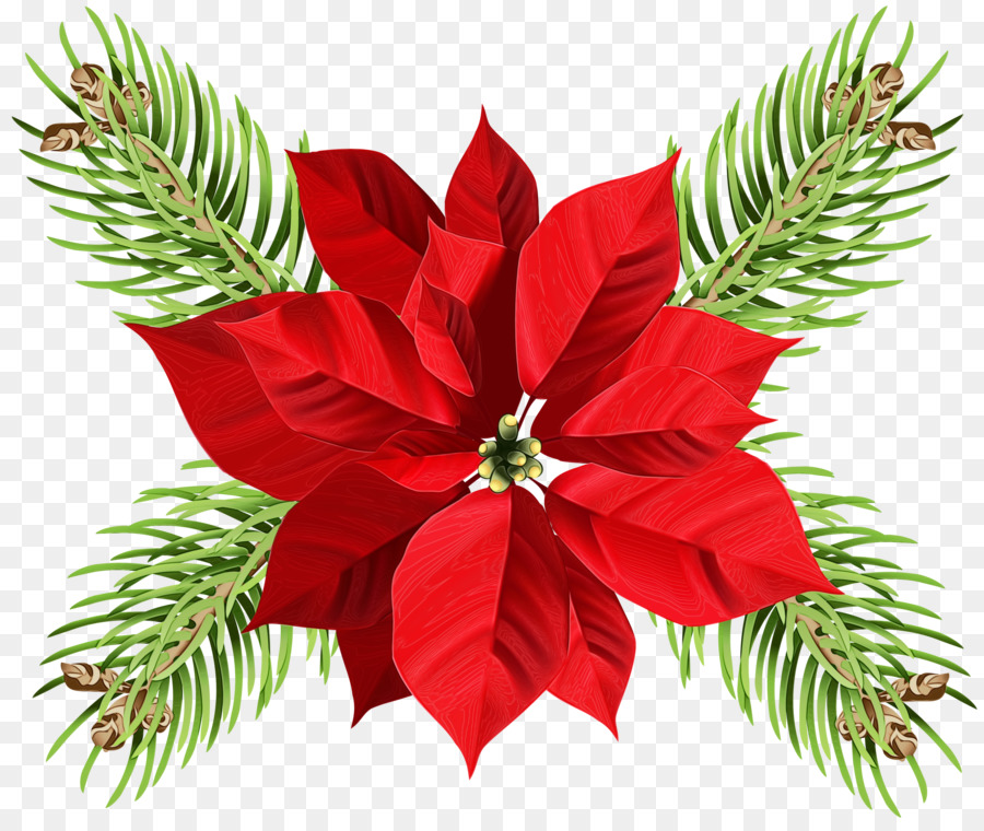 Poinsettia，Bunga PNG