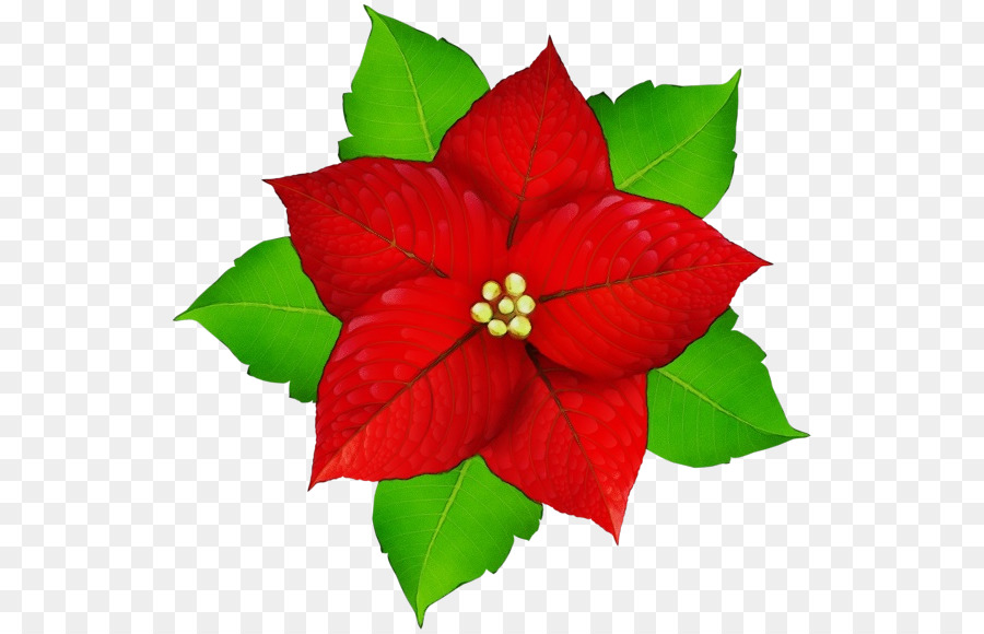 Holly，Daun Daun PNG