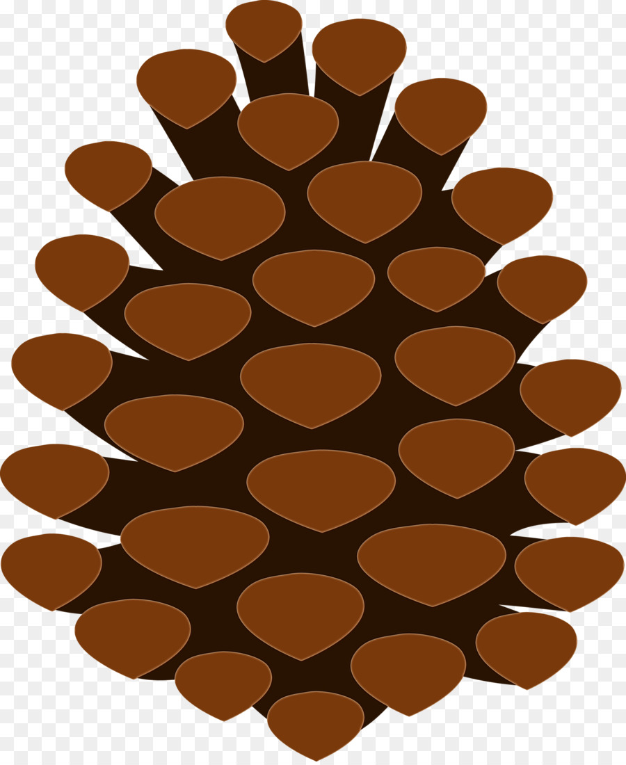 Conifer Kerucut，Pinus PNG