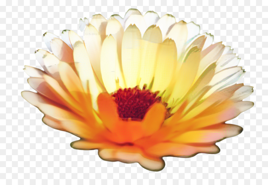 Krisan，Transvaal Daisy PNG