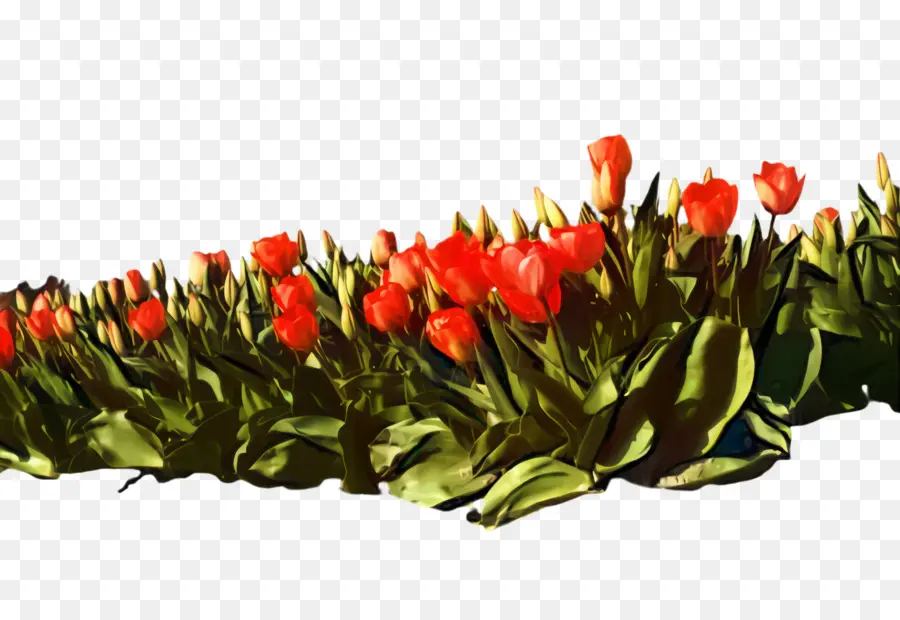 Tulip Merah，Daun Hijau PNG