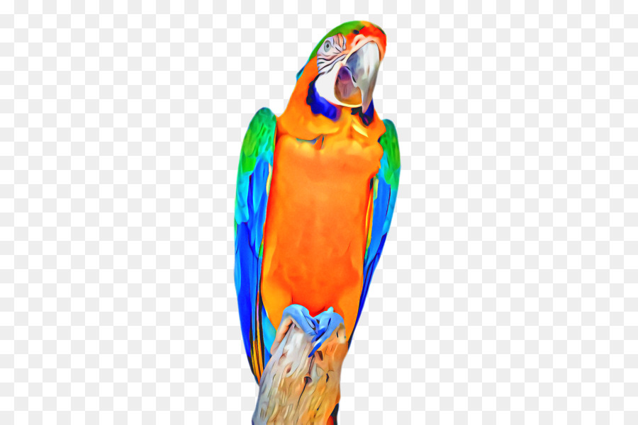 Macaw，Parkit PNG